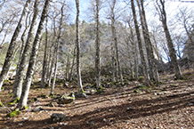 Fageda. Al fons s´entreveu el tall de la roca conegut com a Paso del Salto del Caballo.