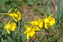 A la primavera l´itinerari s´omple de boniques flors.