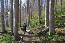 Baixem per una bonica fageda.