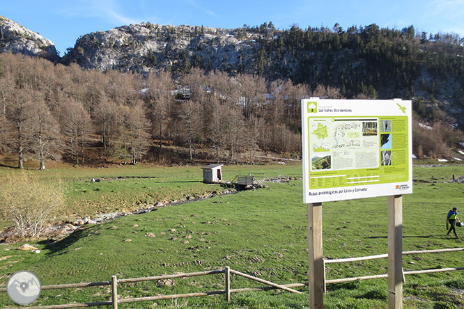 Bosc de Gamueta des del refugi de Linza 1 