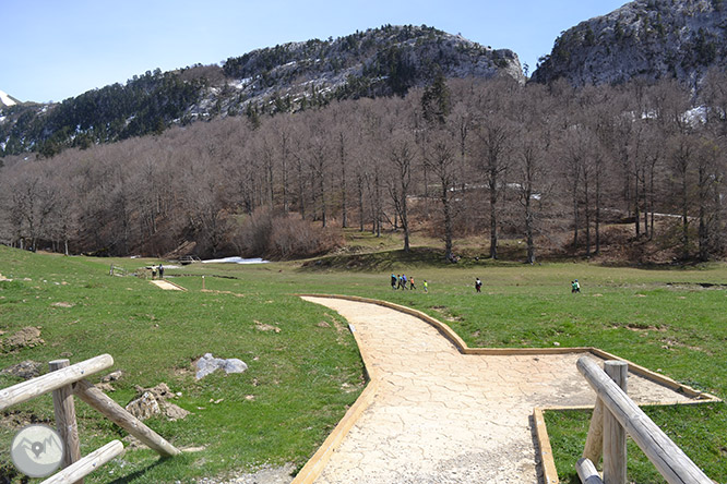 Bosc de Gamueta des del refugi de Linza 1 