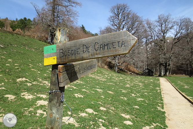 Bosc de Gamueta des del refugi de Linza 1 