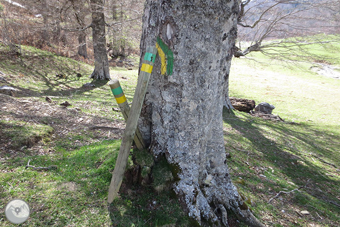 Bosc de Gamueta des del refugi de Linza 1 