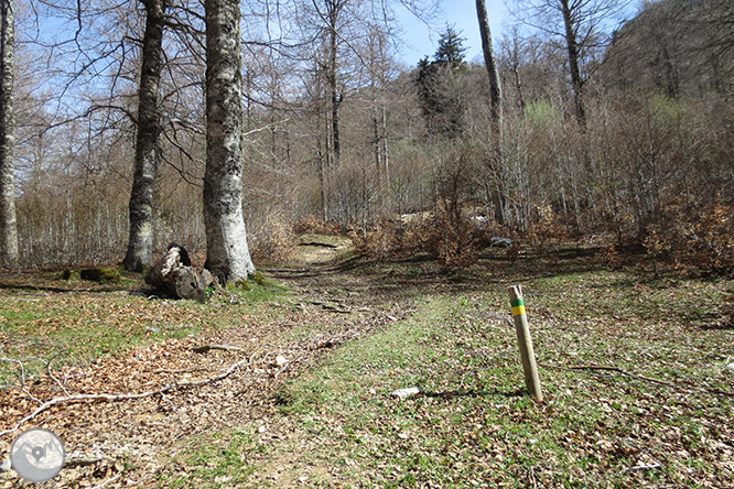 Bosc de Gamueta des del refugi de Linza 1 