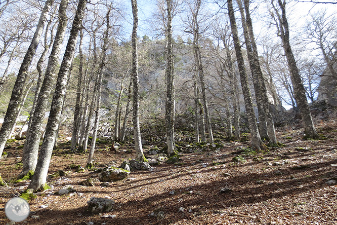 Bosc de Gamueta des del refugi de Linza 1 