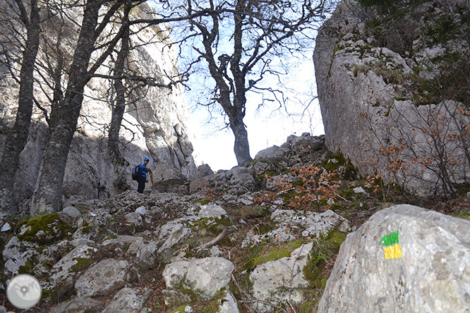 Bosc de Gamueta des del refugi de Linza 1 