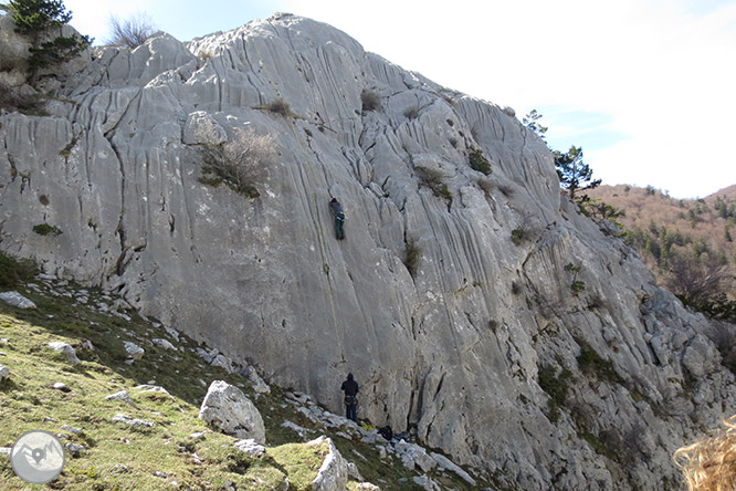 Bosc de Gamueta des del refugi de Linza 1 