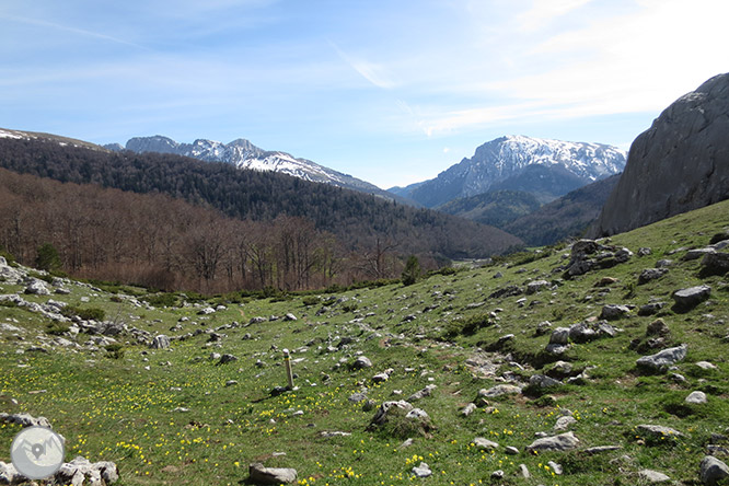 Bosc de Gamueta des del refugi de Linza 1 