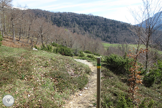 Bosc de Gamueta des del refugi de Linza 1 