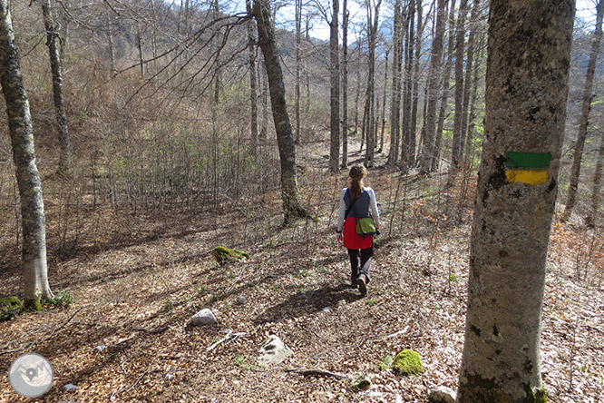 Bosc de Gamueta des del refugi de Linza 1 