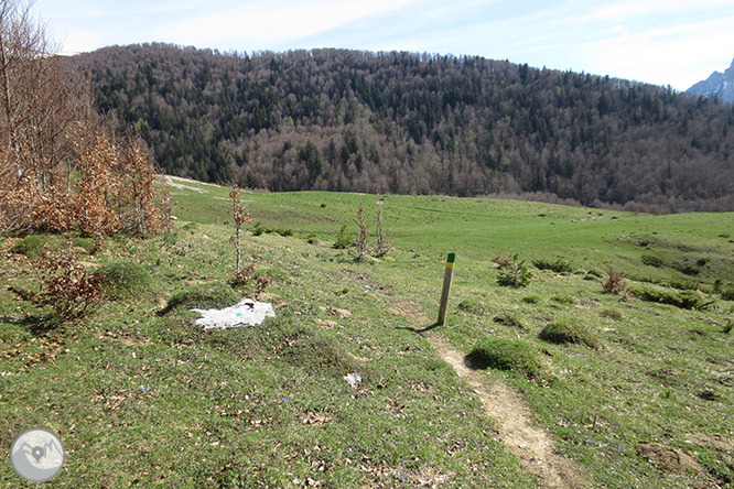 Bosc de Gamueta des del refugi de Linza 1 