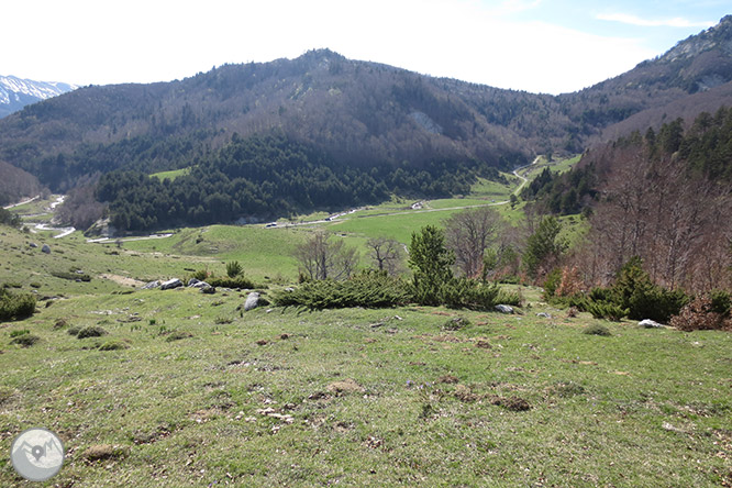 Bosc de Gamueta des del refugi de Linza 1 