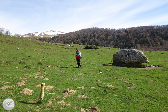 Bosc de Gamueta des del refugi de Linza 1 