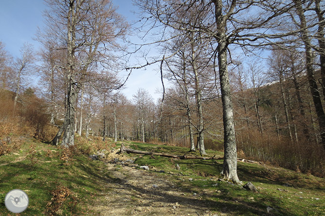 Bosc de Gamueta des del refugi de Linza 1 