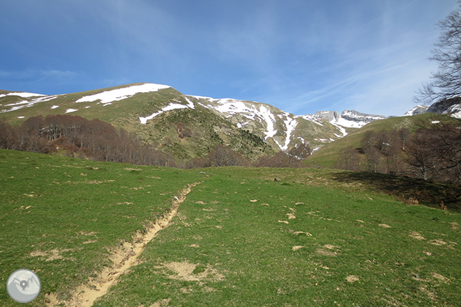 Bosc de Gamueta des del refugi de Linza 1 