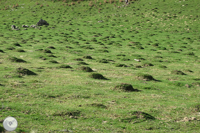 Bosc de Gamueta des del refugi de Linza 1 