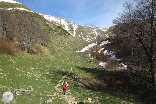 Bosc de Gamueta des del refugi de Linza 1 