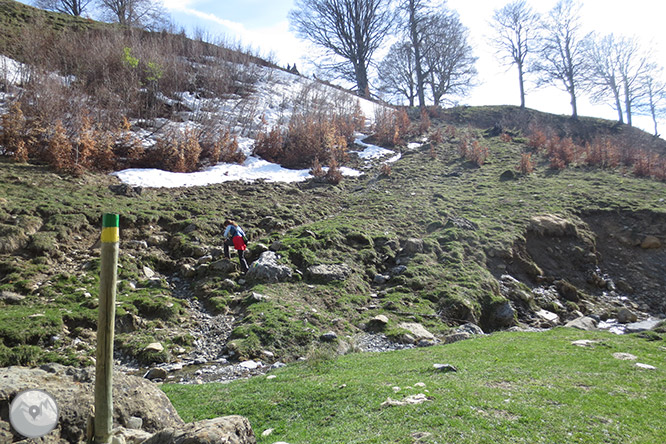 Bosc de Gamueta des del refugi de Linza 1 