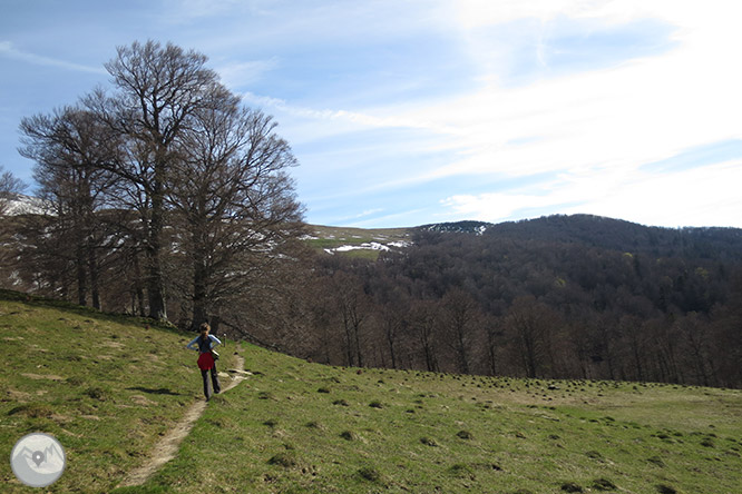 Bosc de Gamueta des del refugi de Linza 1 