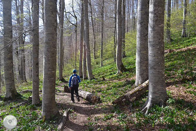 Bosc de Gamueta des del refugi de Linza 1 