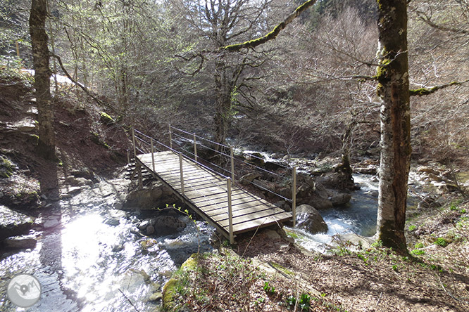 Bosc de Gamueta des del refugi de Linza 1 