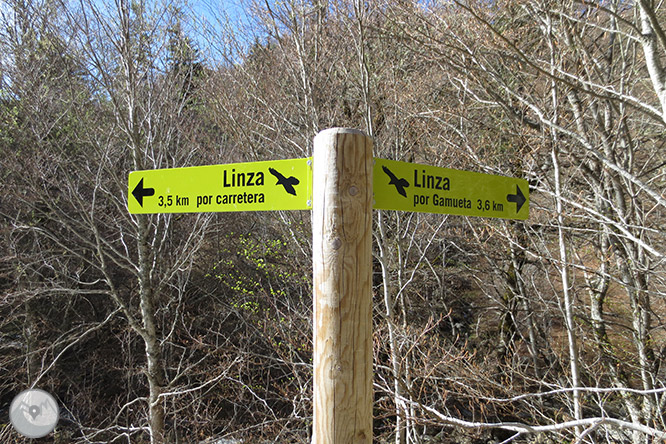 Bosc de Gamueta des del refugi de Linza 1 