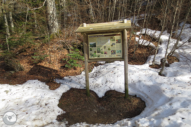 Bosc de Gamueta des del refugi de Linza 1 