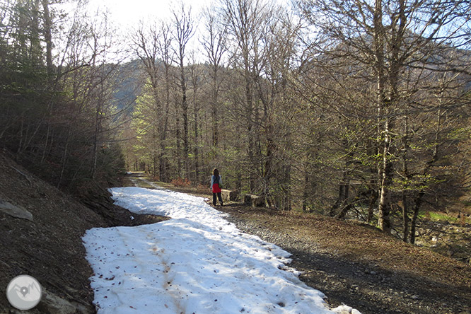 Bosc de Gamueta des del refugi de Linza 1 