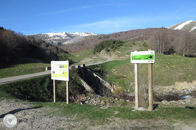 Bosc de Gamueta des del refugi de Linza 1 