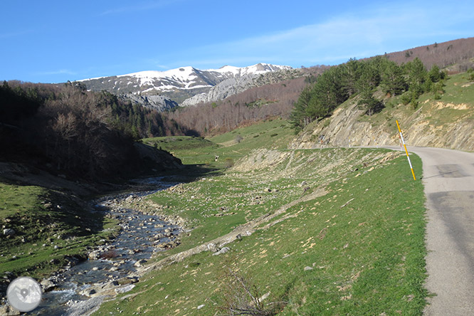 Bosc de Gamueta des del refugi de Linza 1 