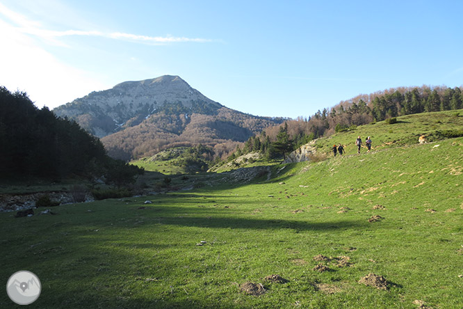 Bosc de Gamueta des del refugi de Linza 1 