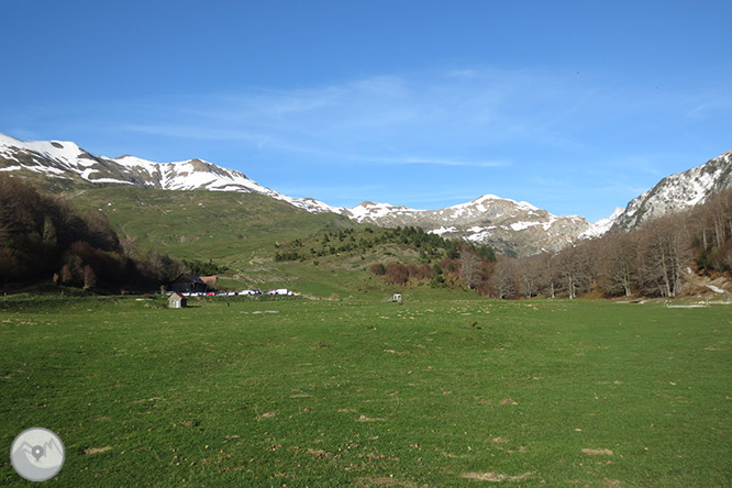 Bosc de Gamueta des del refugi de Linza 1 