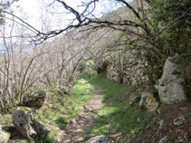 El camí és més dens en aquest tram.