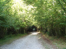 La pista avança per un bosc molt ombrívol, amb avellaners i faigs.