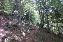 El camí avança per entre el bosc.