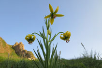 Flor d´alta muntanya als prats propers de la Dent d´Orlu.