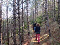 El bosc passa per la zona obaga del turó on s´alça el castell.