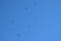 Veure volar les aus rapinyaires és un autèntic espectacle.