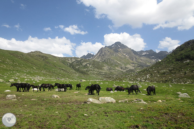 Pic de Rulhe (2.783m) des del Pla de les Peires 1 