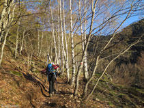 El camí s´endinsa en un bonic bosc de bedolls.