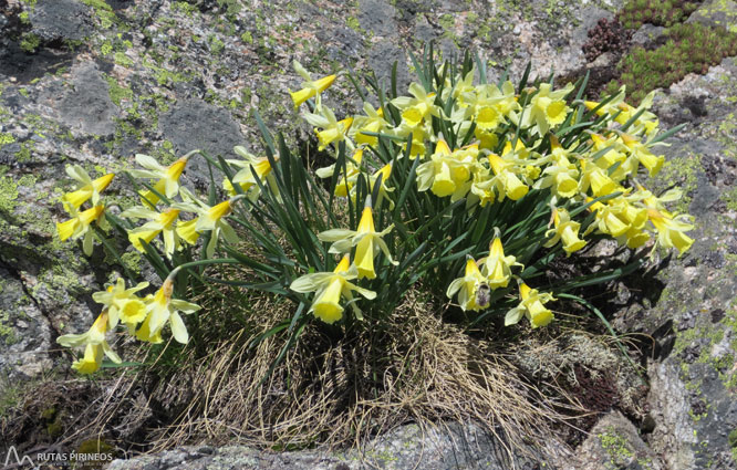 Pic de Nérassol (2.633m) per la vall de Siscar 1 