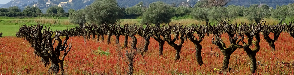 Puig Cargol i la plana calongina