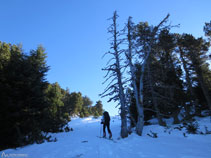 El bosc s´aclareix, estem arribant al refugi Oller