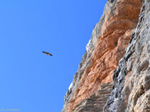 Durant el recorregut veiem molts voltors volant prop de les parets