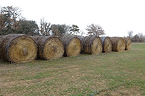 Bales de palla al pla de Sant Tirs.