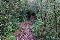 Corriol cap a la balma del Marrà.