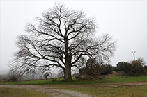 El lledoner dels Casals.