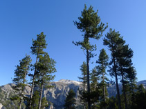 Veiem les parets del Cadí entre els arbres.