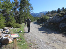 Avancem per una pista forestal entre boscos de pi negre.