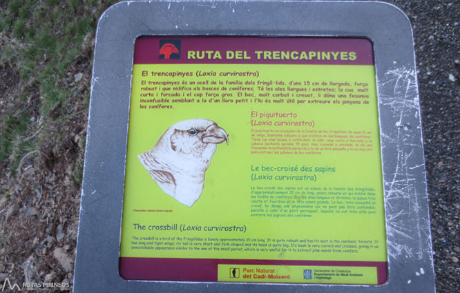 Ruta del Trencapinyes i mirador dels Orris 1 